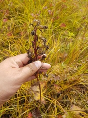 Ligularia fischeri