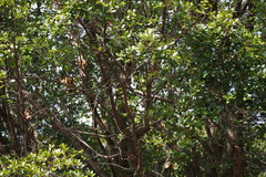 Quercus phillyreoides