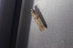 Ancylosis undulatella