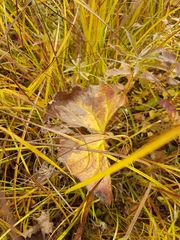 Ligularia fischeri
