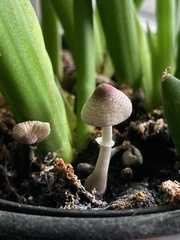 Fungi
