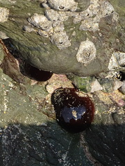 Actinia ebhayiensis