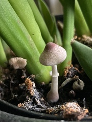 Fungi
