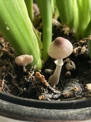 Fungi