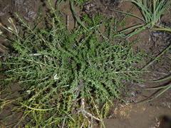 Eustachys paspaloides