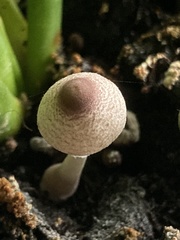 Fungi