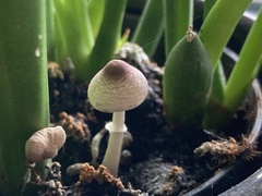 Fungi
