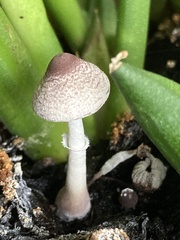 Fungi