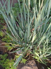 Eustachys paspaloides