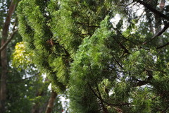 Juniperus chinensis