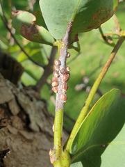 Eriococcus coriaceus