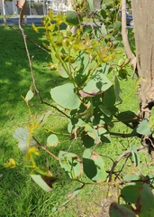 Eriococcus coriaceus