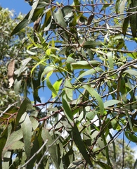 Eriococcus coriaceus