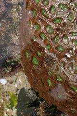 Zoanthus sansibaricus