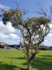 Eriococcus coriaceus