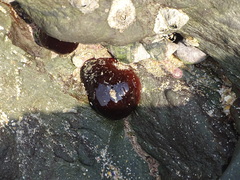 Actinia ebhayiensis