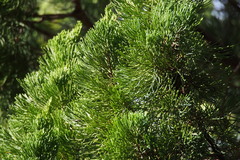 Juniperus chinensis
