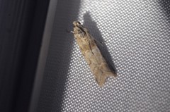 Ancylosis undulatella