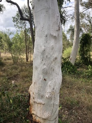 Eucalyptus racemosa