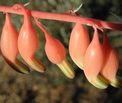 Gasteria disticha disticha