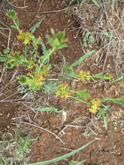 Pimelea curviflora