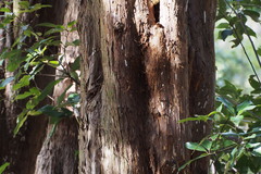 Juniperus chinensis