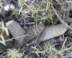 Gasteria disticha disticha