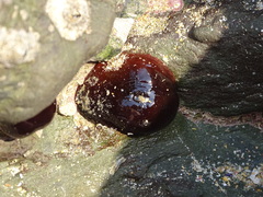 Actinia ebhayiensis