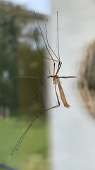 Tipula paludosa