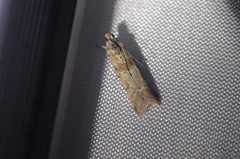 Ancylosis undulatella