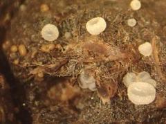 Ascobolus sacchariferus