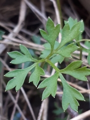 Xanthosia dissecta