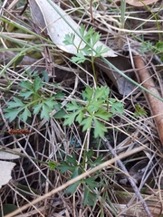 Xanthosia dissecta