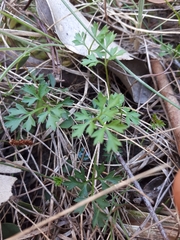 Xanthosia dissecta