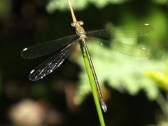 Lestes virgatus