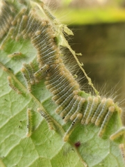 Lepidoptera