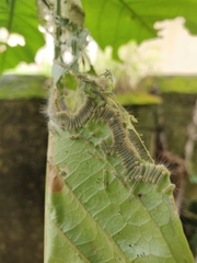 Lepidoptera