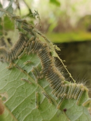 Lepidoptera