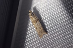 Ancylosis undulatella