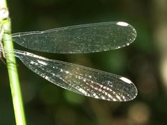 Lestes virgatus