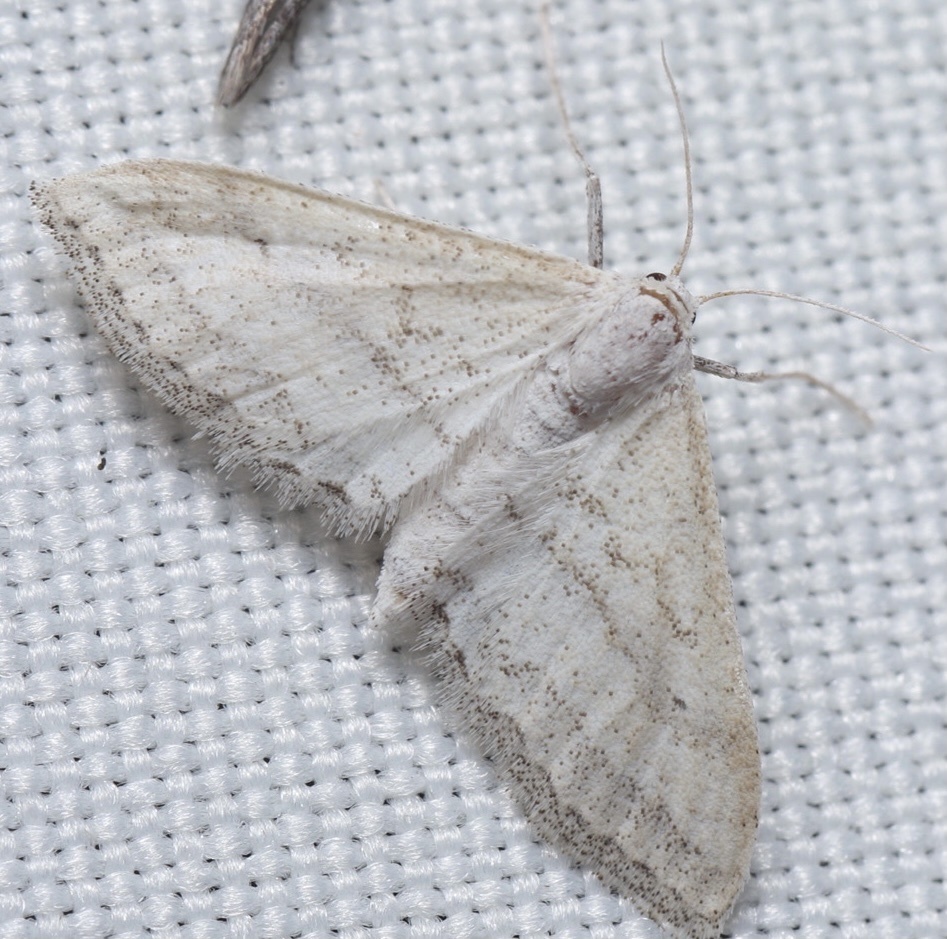 Lobocleta lanceolata