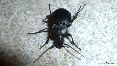 Carabus convexus