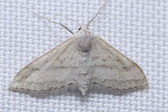 Lobocleta lanceolata