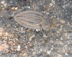 Somaticus