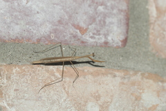 Bistanta mexicana