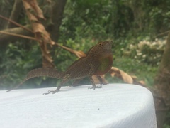 Anolis cristatellus wileyae