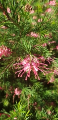 Grevillea rosmarinifolia