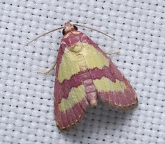 Phoenicophanta bicolor