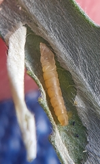 Phyllocnistis saligna