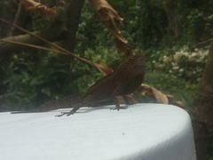 Anolis cristatellus wileyae